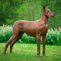 Estatua popular de great danes del bronce del arte de la venta caliente del metal